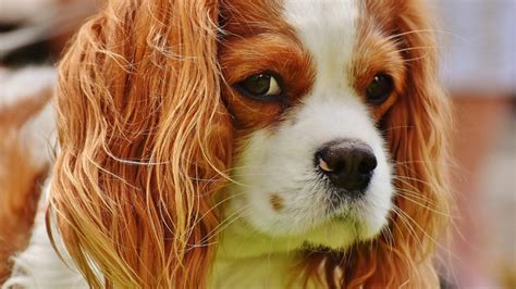 cavalier spaniel haircuts|king charles cavalier grooming cuts.